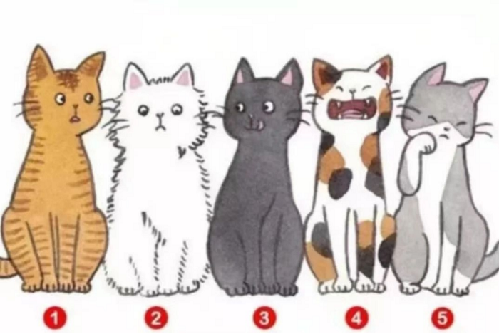 凭直觉选出一只猫看出你在别人心中印象